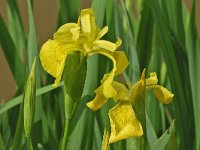 Iris pseudacorus #16433 : Iris pseudacorus, Gele lis