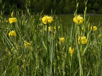 Iris pseudacorus 26, Gele lis, Saxifraga-Jan van der Straaten