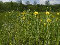 Iris pseudacorus 27, Gele lis, Saxifraga-Jan van der Straaten