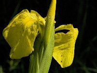 Iris pseudacorus 30, Gele lis, Saxifraga-Jan van der Straaten