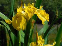 Iris pseudacorus 44, Gele lis, Saxifraga-Ed Stikvoort
