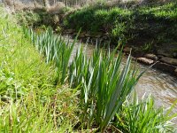 Iris pseudacorus 46, Gele lis, Saxifraga-Rutger Barendse