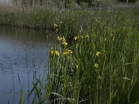 Iris pseudacorus 71, Gele lis, Saxifraga-Willem van Kruijsbergen