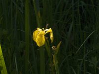 Iris pseudacorus 85, Gele lis, Saxifraga-Jan van der Straaten