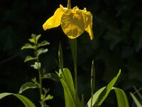 Iris pseudacorus 86, Gele lis, Saxifraga-Jan van der Straaten