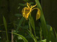 Iris pseudacorus 88, Gele lis, Saxifraga-Jan van der Straaten