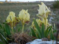 Iris pseudopumila 3, Saxifraga-Ed Stikvoort