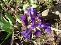 Iris pumila 1, Saxifraga-Jasenka Topic