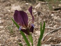 Iris reichenbachii 11, Saxifraga-Dirk Hilbers