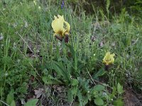 Iris reichenbachii 13, Saxifraga-Dirk Hilbers