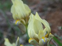 Iris reichenbachii 4, Saxifraga-Dirk Hilbers