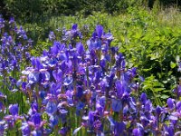 Iris sibirica 12, Siberische lis, Saxifraga-Jasenka Topic