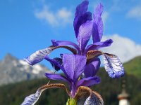 Iris sibirica 18, Siberische lis, Saxifraga-Ed Stikvoort