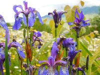 Iris sibirica 19, Siberische lis, Saxifraga-Ed Stikvoort