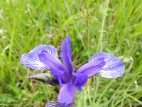 Iris sibirica 29, Siberische lis, Saxifraga-Rutger Barendse