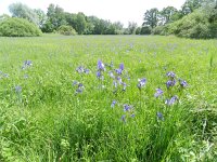 Iris sibirica 30, Siberische lis, Saxifraga-Rutger Barendse