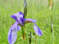 Iris sibirica 31, Siberische lis, Saxifraga-Rutger Barendse