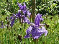 Iris sibirica 36, Siberische lis, Saxifraga-Hans Grotenhuis