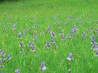 Iris sibirica 5, Siberische lis, Saxifraga-Jan Willem Jongepier