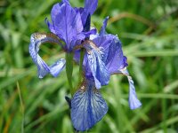 Iris sibirica 8, Siberische lis, Saxifraga-Jasenka Topic
