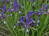 Iris sintenisii 1, Saxifraga-Harry Jans