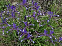 Iris sintenisii 4, Saxifraga-Harry Jans