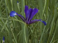 Iris spuria ssp maritima 3, Saxifraga-Jan van der Straaten
