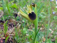 Iris tuberosa 3, Saxifraga-Ed Stikvoort