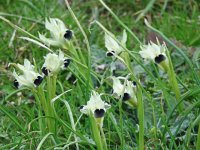 Iris tuberosa 8, Saxifraga-Harry Jans