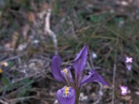 Iris unguicularis 1, Saxifraga-Jan van der Straaten