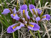 Iris unguicularis ssp cretensis 11, Saxifraga-Harry Jans