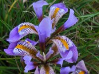 Iris unguicularis ssp cretensis 2, Saxifraga-Ed Stikvoort