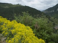 Isatis tinctoria 14, Wede, Saxifraga-Willem van Kruijsbergen