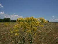 Isatis tinctoria 21, Wede, Saxifraga-Dirk Hilbers
