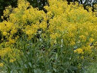 Isatis tinctoria 32, Wede, Saxifraga-Ed Stikvoort
