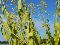 Isatis tinctoria 37, Wede, Saxifraga-Ed Stikvoort