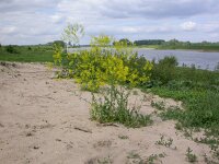 Isatis tinctoria 4, Wede, Saxifraga-Peter Meininger