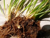 Isoetes lacustris 2, Grote biesvaren, Saxifraga-Hans Grotenhuis