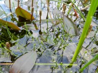 Isolepis fluitans