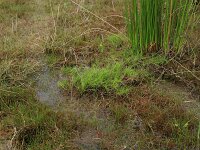 Isolepis  fluitans 8, Vlottende bies, Saxifraga-Hans Boll