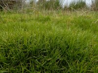 Isolepis fluitans 21, Vlottende bies, Saxifraga-Ed Stikvoort : A900