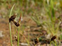 Isolepis setacea 18, Borstelbies, Saxifraga-Ed Stikvoort