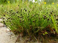 Isolepis setacea 19, Borstelbies, Saxifraga-Hans Grotenhuis