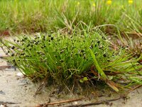 Isolepis setacea 20, Borstelbies, Saxifraga-Hans Grotenhuis