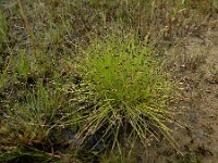 Isolepis setacea 22, Borstelbies, Saxifraga-Ed Stikvoort : Deventer A900