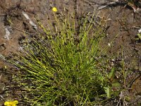 Isolepis setacea 4, Borstelbies, Saxifraga-Peter Meininger