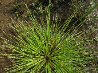 Isolepis setacea 7, Borstelbies, Saxifraga-Rutger Barendse
