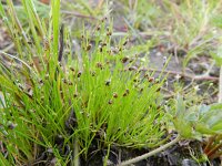Isolepis setacea 9, Borstelbies, Saxifraga-Rutger Barendse