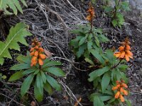 Isoplexis canariensis 2, Saxifraga-Ed Stikvoort