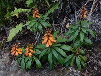 Isoplexis canariensis 3, Saxifraga-Ed Stikvoort